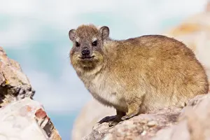 Procavia: Rock Dassie / Rock Hyrax