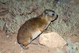 Procavia: Rock Dassie - standing with fore legs on stone