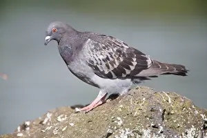 Livia: Rock Dove