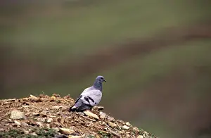 Livia: Rock Dove