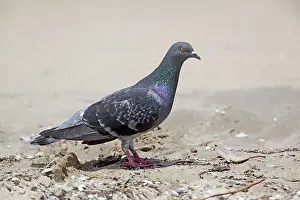 Livia: Rock Dove - on the beach
