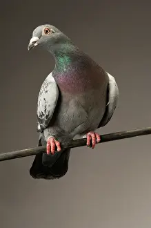 Livia: Rock Dove (Columba livia)