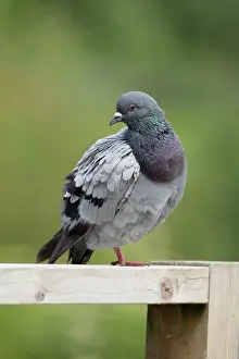 Feral: Rock Dove / Feral Pigeon