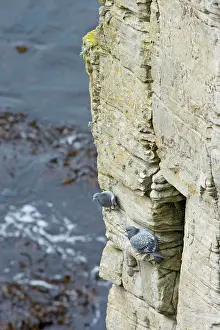 Livia: Rock Dove - Pair on Cliff