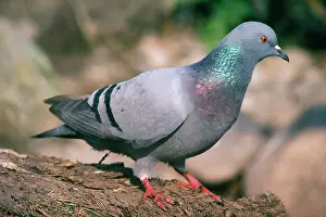 Islay: Rock Dove / Rock Pigeon