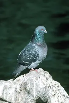 Bonnie Weisser: ROCK DOVE / Rock Pigeon / Rock Dove