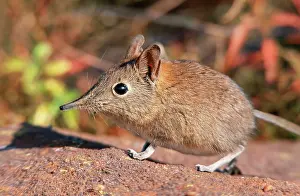 Shrews: Rock Elephant Shrew - sideview