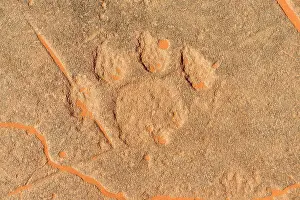 Trace: Rock engraving of a lion track, neolithic rock art