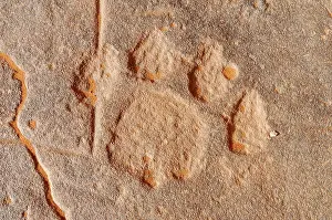 Scratching: Rock engraving of a lion track, neolithic rockart