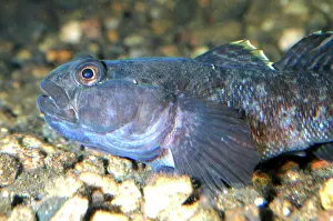 Gobies: Rock goby
