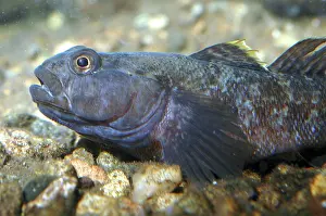 Gobies: Rock goby