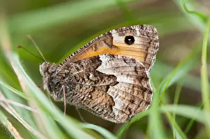 Grayling: Rock grayling (Hipparchia semele), Bollenberg, Alsace