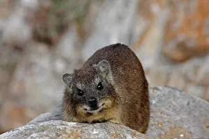 310517: Rock Hyrax 0650