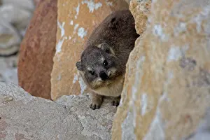 310517: Rock Hyrax 0654