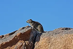 310517: Rock Hyrax 0975