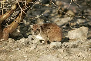 Procavia: Rock Hyrax