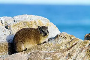 Procavia: Rock Hyrax / Cape Hyrax / Dassie