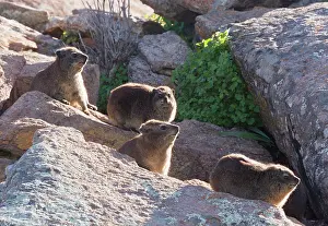 Procavia: Rock Hyrax / Cape Hyrax / Dassie. family group