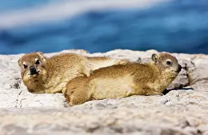 Procavia: Rock Hyrax / Cape Hyrax / Dassie. on rocks by