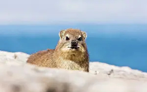 Procavia: Rock Hyrax / Cape Hyrax / Dassie. on rocks by