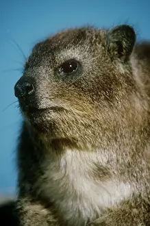 Procavia: Rock Hyrax - close up of an adult
