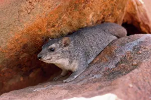 Procavia: Rock Hyrax / Dassie