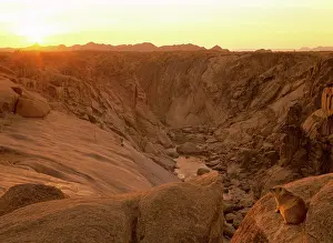 Procavia: Rock Hyrax / Dassie - overlooking canyon of the Orange river