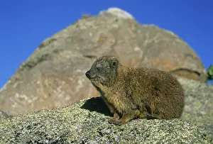 Capensis: Rock Hyrax, (Procavia capensis), at 4000m