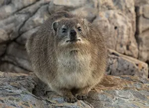 Procavia: Rock Hyrax, Procavia capensis, on coastal rocks