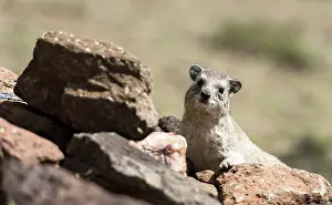 Procavia: Rock Hyrax on rock