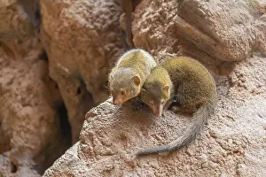 The Rocks: Rock hyrax on rock formation in stony ambiance