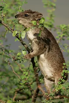 Procavia: Rock Hyrax - in tree
