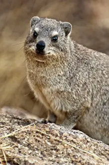 Procavia: Rock hyraxes - Portrait