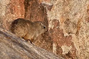 Procavia: Rock hyraxes - on rock