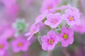Villosa: Rock Jasmine