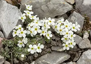 Sasso: Rock-jasmine Gran Sasso, Italy