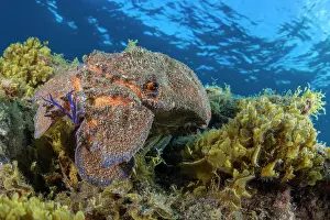 Lobster: Rock lobster (Scyllarides latus). El Hierro, Canary Islands