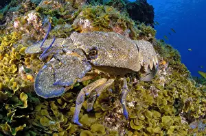 Lobster: Rock lobster (Scyllarides latus) on reef, El Hierro