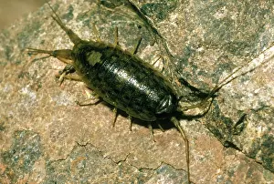 Lice: Rock Louse
