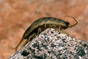 Lice: Rock Louse