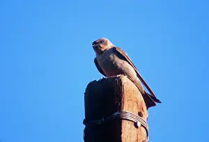 Fuligula: Rock MARTIN - Perched on post