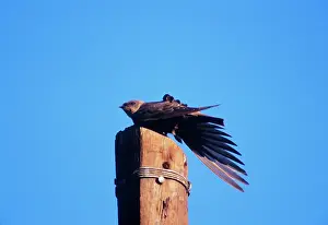 Fuligula: Rock MARTIN - Perched on post and stretching wing