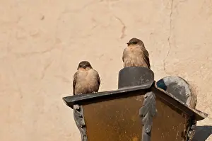 Fuligula: Rock martins - perched on side of building