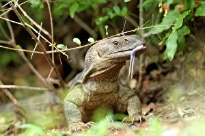 Krger: Rock Monitor Lizard
