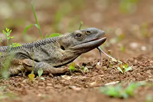 Krger: Rock Monitor Lizard