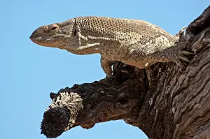 Chest: Rock Monitor - on tree branch - close up of head and chest