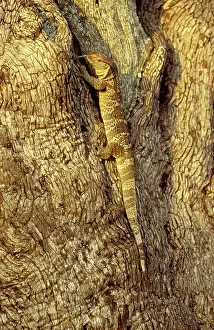 Monitors: Rock Monitor / White-throated Monitor - hunting in a tree