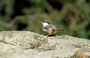 Neumayer: Rock Nuthatch - on rock