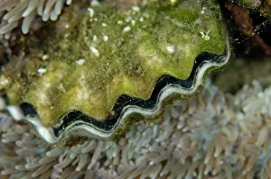 Bivalve: Rock Oyster