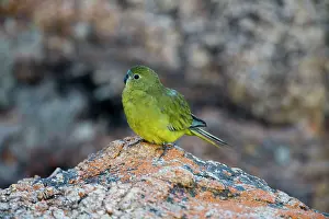 Neophema: Rock Parrot - on rocks at the beach